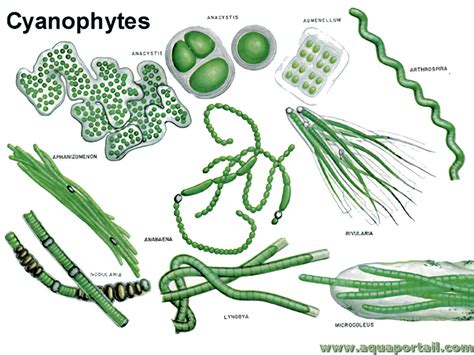 how are cyanophytes similar to bacteria